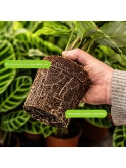 Green Compost 50L -FurniHaven Shop VM8ZV SQ3 0000000099 N A SLd1