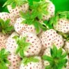 Strawberry Snow White (Bare Root, 10 Plants) 2 Strawberry Snow White (Bare Root, 10 Plants) -FurniHaven Shop VM90K SQ1 0000000099 N A SLf