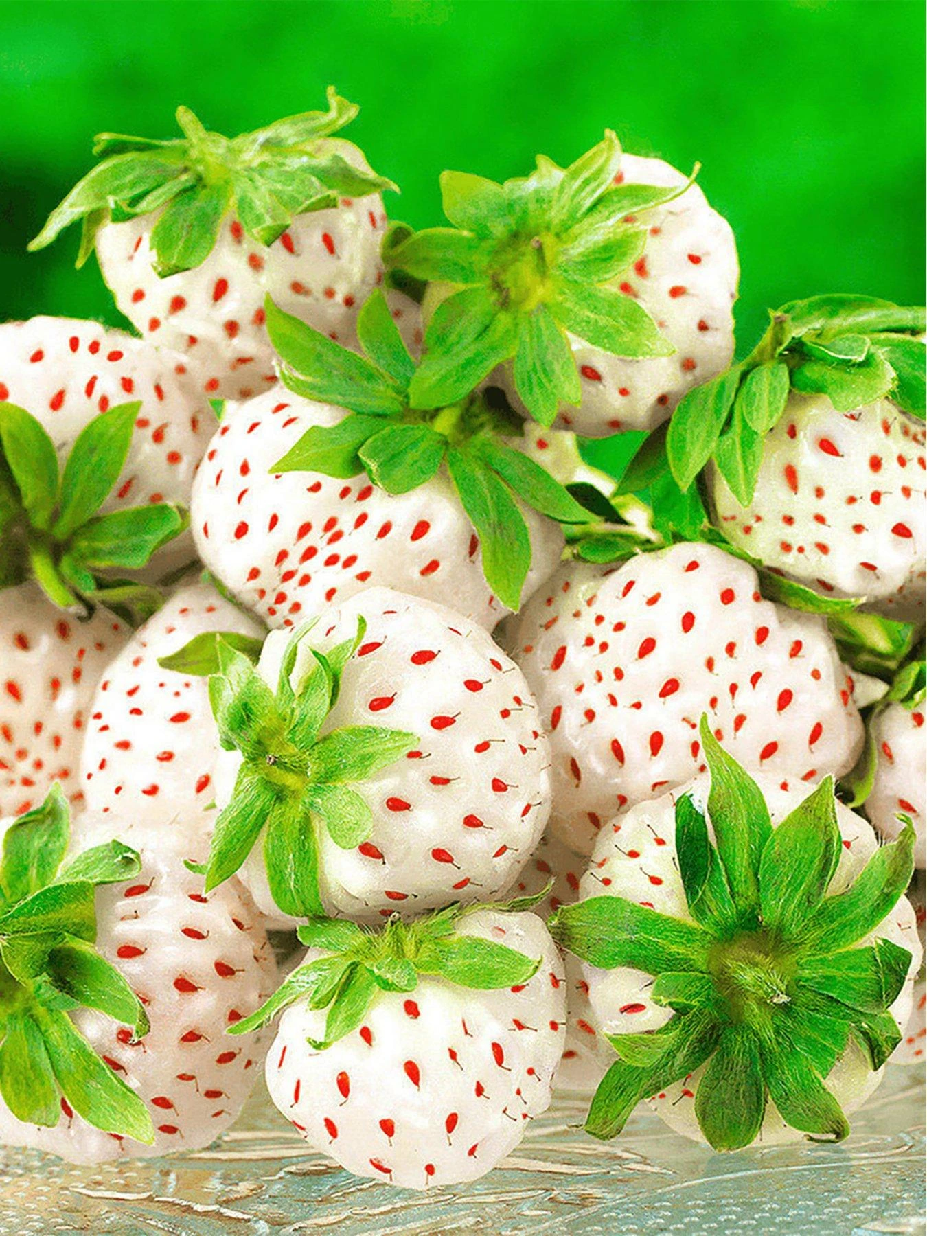 Strawberry Snow White (Bare Root, 10 Plants) 3 Strawberry Snow White (Bare Root, 10 Plants)