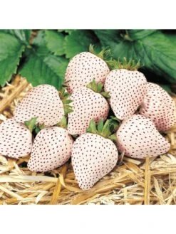 Strawberry Snow White (Bare Root, 10 Plants) 10 Strawberry Snow White (Bare Root, 10 Plants) -FurniHaven Shop VM90K SQ3 0000000099 N A SLd1