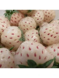 Strawberry Snow White (Bare Root, 10 Plants) 11 Strawberry Snow White (Bare Root, 10 Plants) -FurniHaven Shop VM90K SQ4 0000000099 N A SLd2