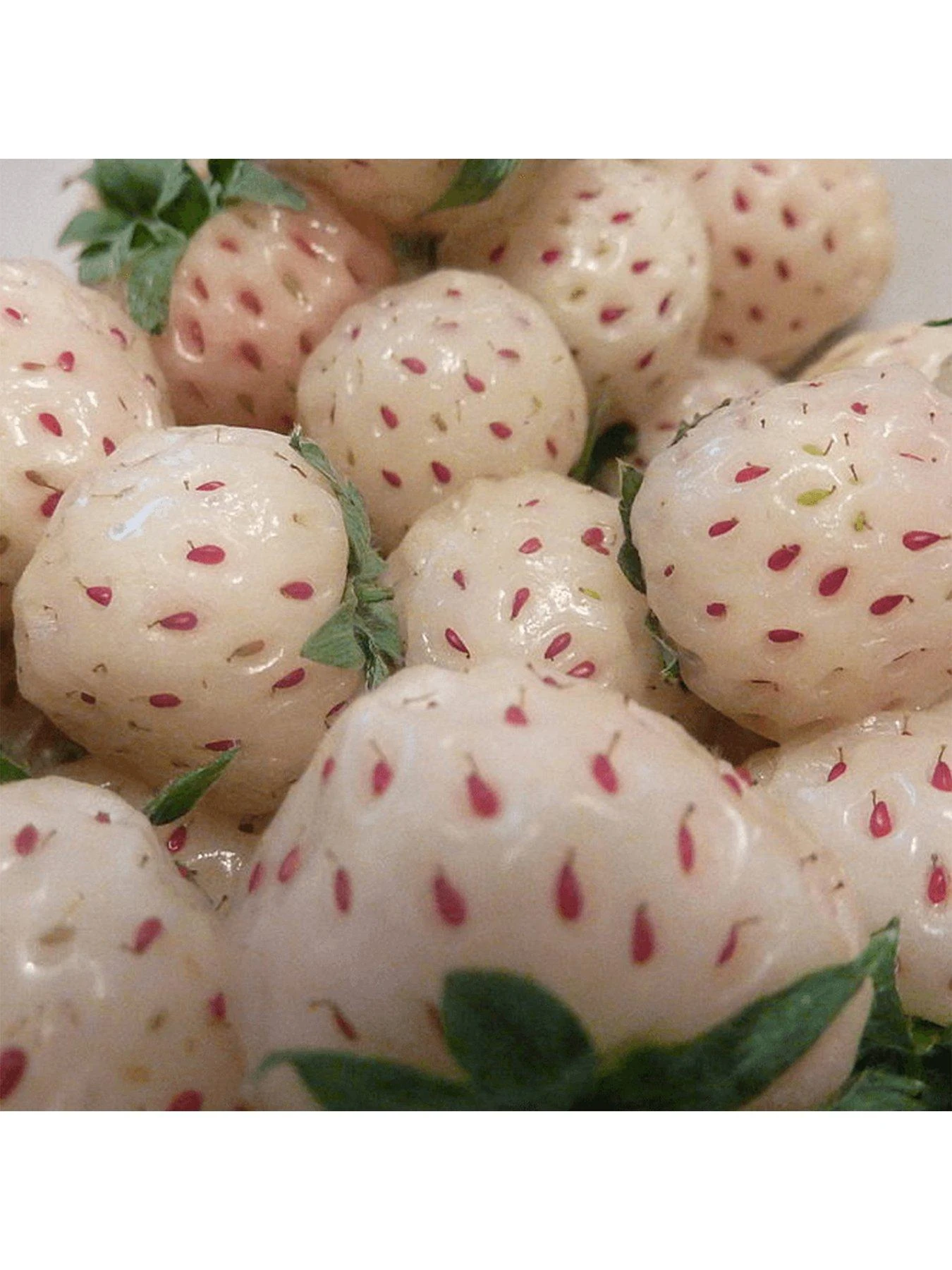 Strawberry Snow White (Bare Root, 10 Plants) 6 Strawberry Snow White (Bare Root, 10 Plants) - Image 4
