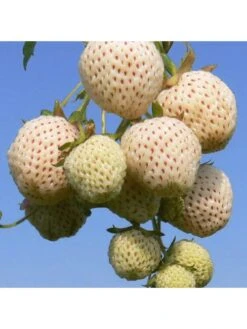 Strawberry Snow White (Bare Root, 10 Plants) 12 Strawberry Snow White (Bare Root, 10 Plants) -FurniHaven Shop VM90K SQ5 0000000099 N A SLd3