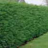 Green Leylandii Hedging Plant (9cm 10 Plants) -FurniHaven Shop VM90Q SQ1 0000000099 N A SLf