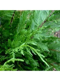 Green Leylandii Hedging Plant (9cm 10 Plants) -FurniHaven Shop VM90Q SQ2 0000000099 N A SLd
