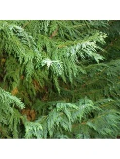 Green Leylandii Hedging Plant (9cm 10 Plants) -FurniHaven Shop VM90Q SQ3 0000000099 N A SLd1