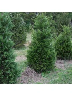 Green Leylandii Hedging Plant (9cm 10 Plants) -FurniHaven Shop VM90Q SQ4 0000000099 N A SLd2