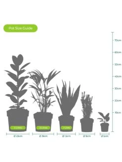 Green Leylandii Hedging Plant (9cm 10 Plants) -FurniHaven Shop VM90Q SQ5 0000000099 N A SLd3