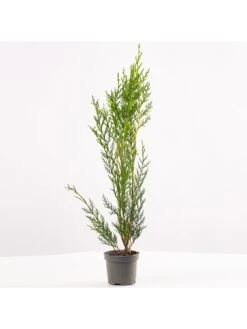 Green Leylandii Hedging Plant (9cm 10 Plants) -FurniHaven Shop VM90Q SQ6 0000000099 N A SLd4