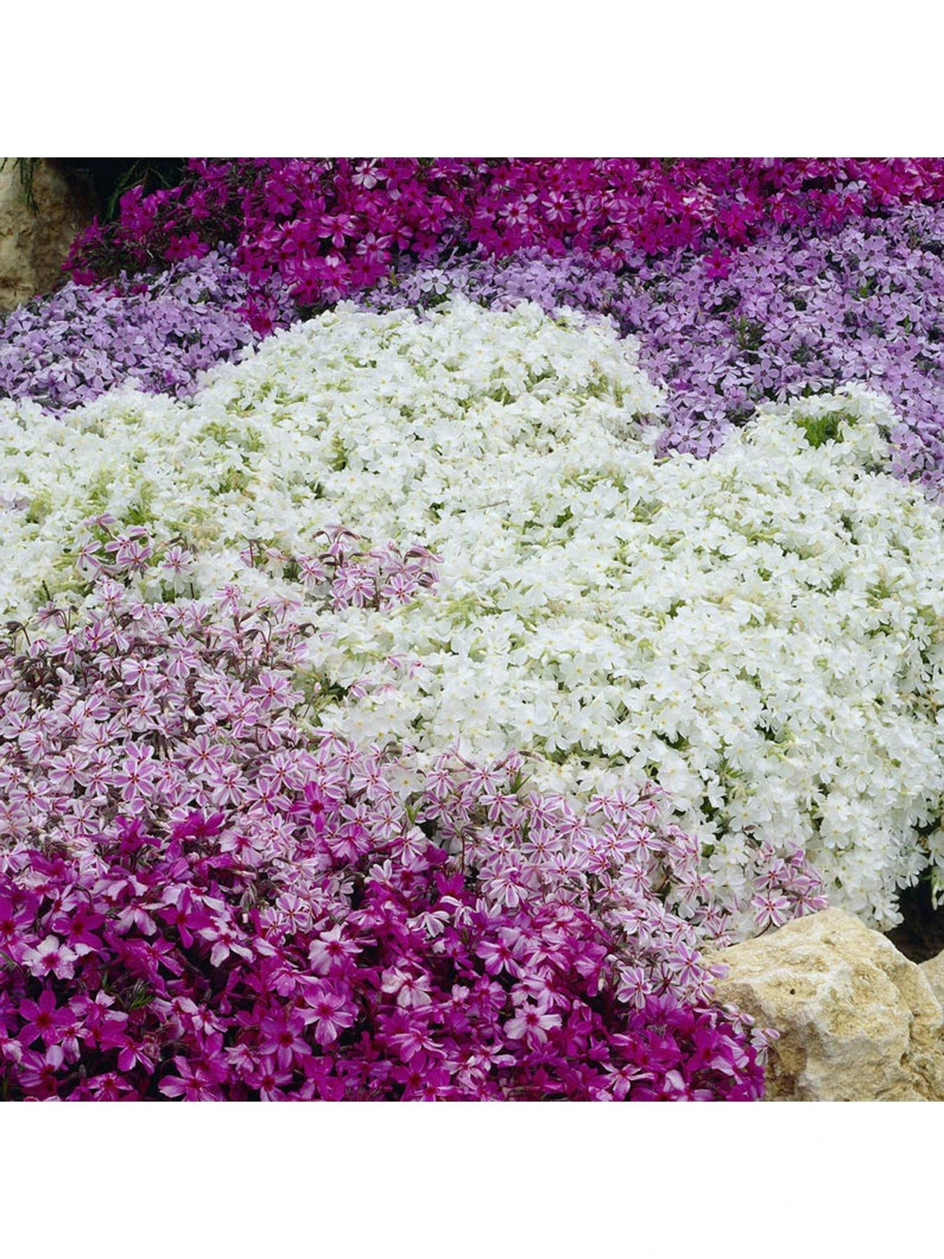 Phlox Collection - 3 X 9cm Pots 3 Phlox Collection - 3 X 9cm Pots