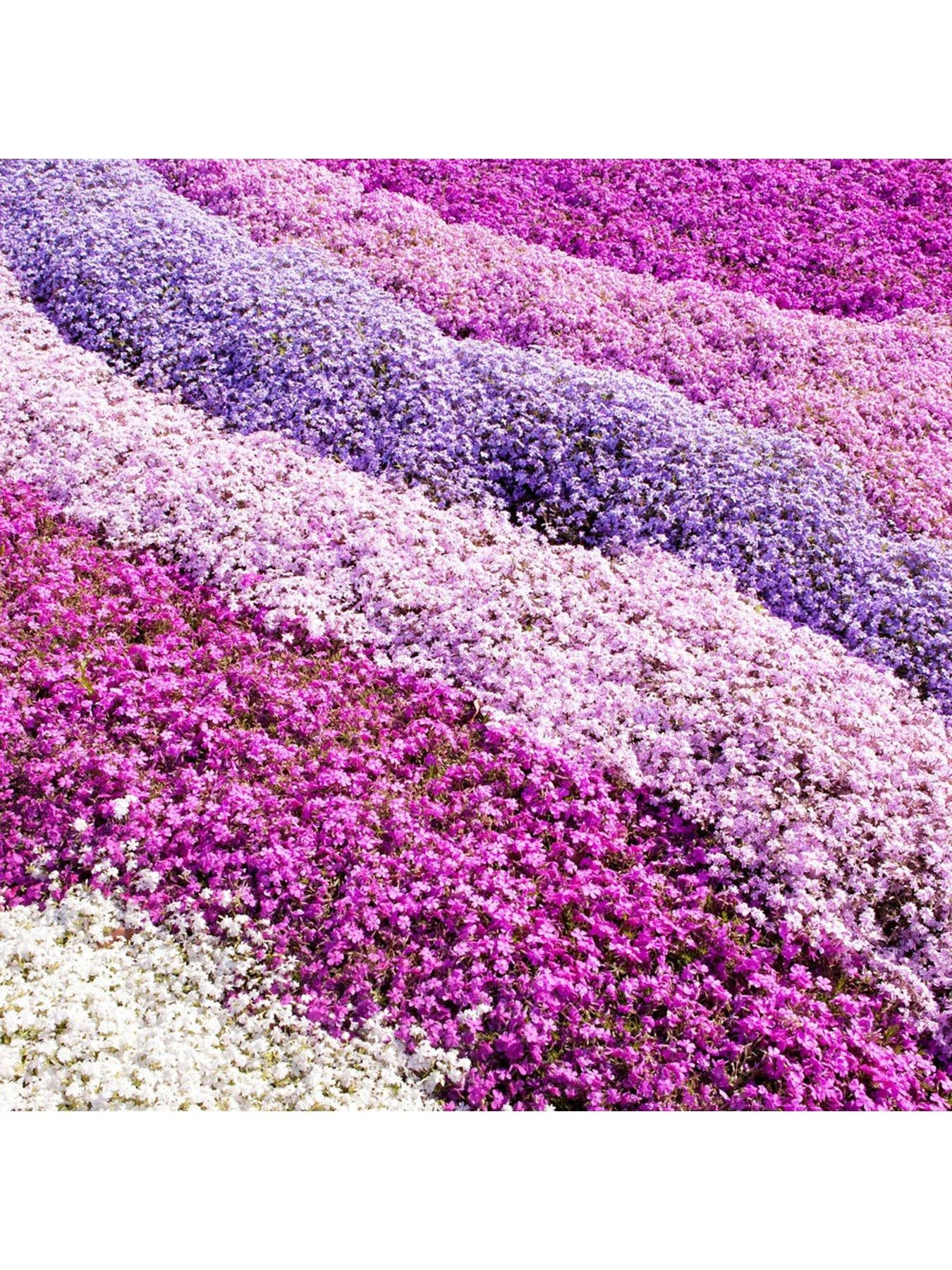 Phlox Collection - 3 X 9cm Pots 4 Phlox Collection - 3 X 9cm Pots - Image 2