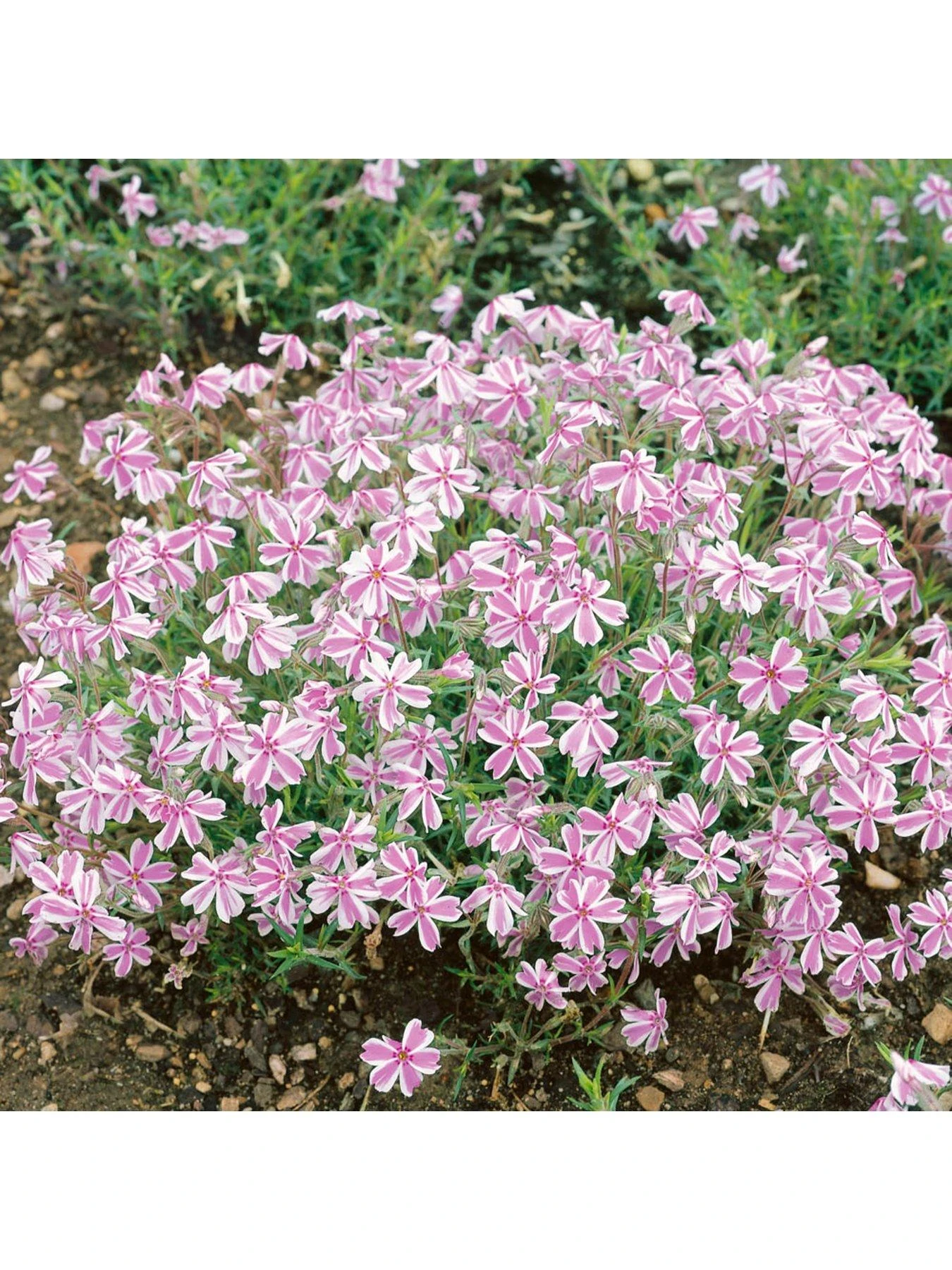 Phlox Collection - 3 X 9cm Pots 5 Phlox Collection - 3 X 9cm Pots - Image 3