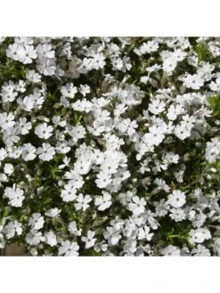 Phlox Collection - 3 X 9cm Pots 12 Phlox Collection - 3 X 9cm Pots -FurniHaven Shop VNT56 SQ4 0000000099 N A SLd2