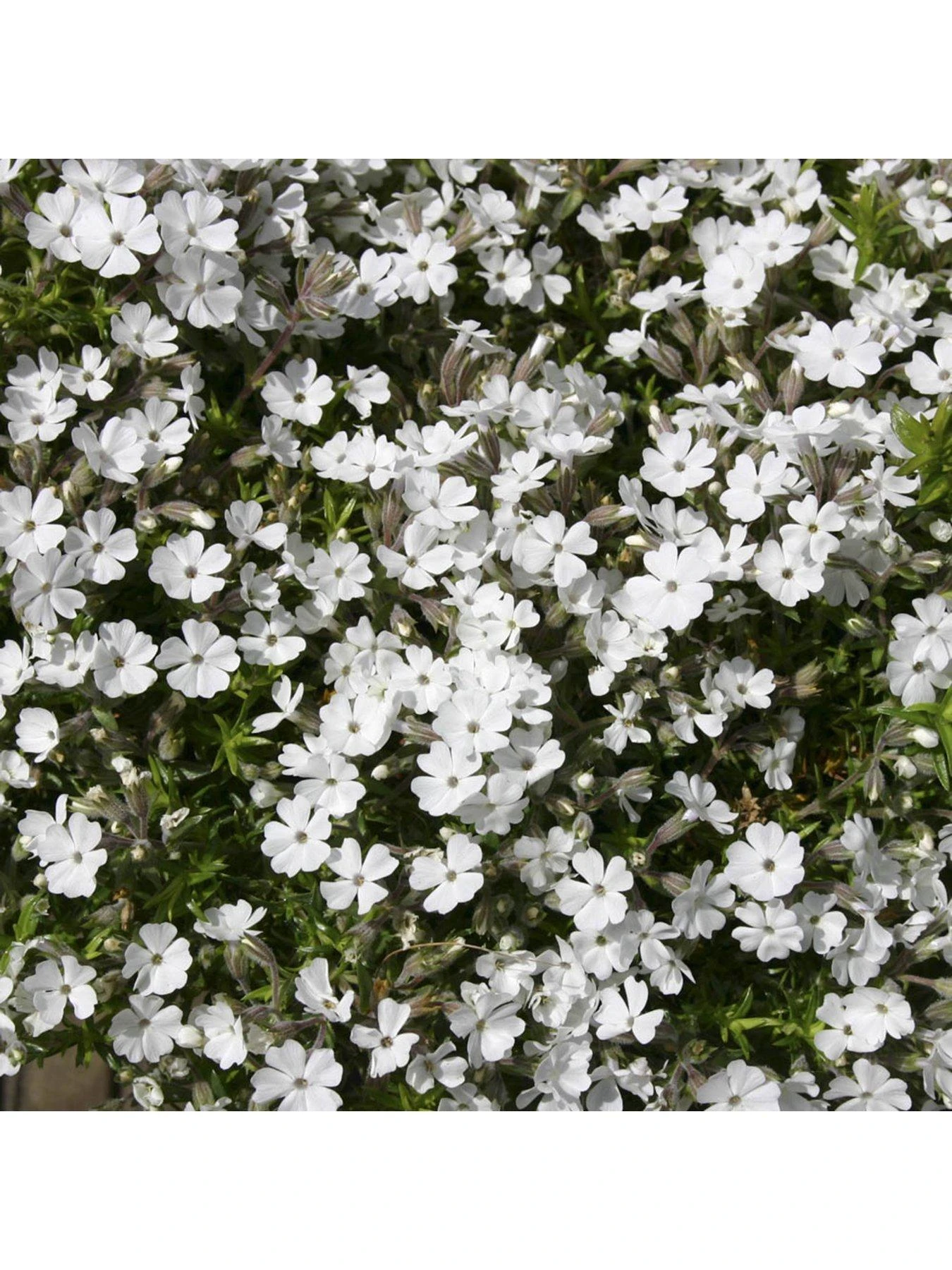 Phlox Collection - 3 X 9cm Pots 6 Phlox Collection - 3 X 9cm Pots - Image 4