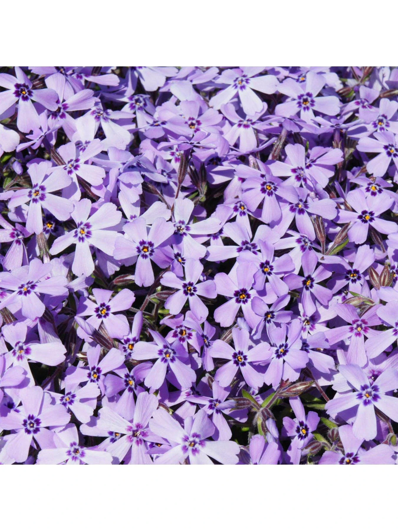 Phlox Collection - 3 X 9cm Pots 7 Phlox Collection - 3 X 9cm Pots - Image 5