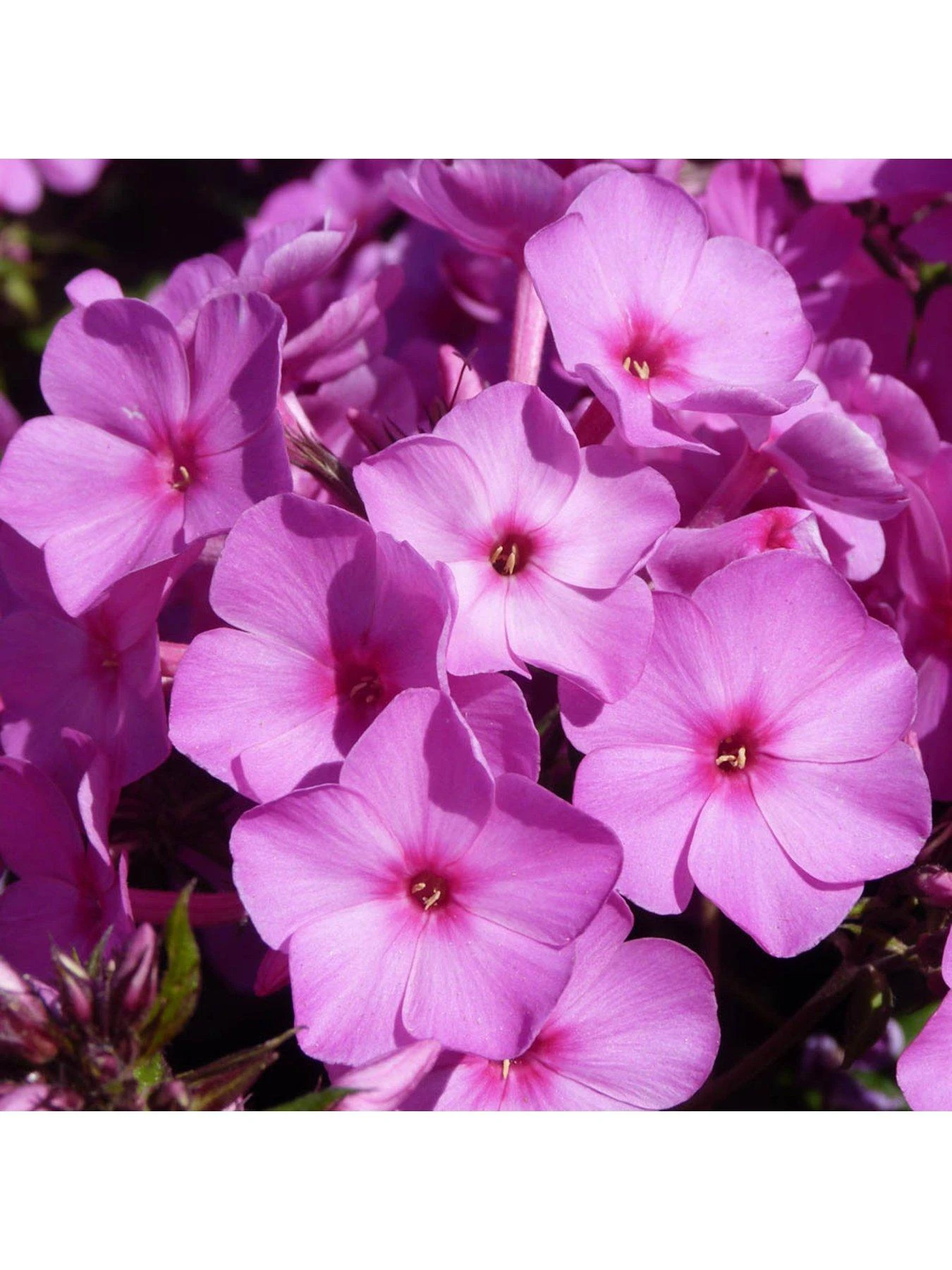 Phlox Collection - 3 X 9cm Pots 8 Phlox Collection - 3 X 9cm Pots - Image 6