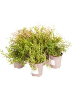 Phlox Collection - 3 X 9cm Pots 15 Phlox Collection - 3 X 9cm Pots -FurniHaven Shop VNT56 SQ7 0000000099 N A SLd5
