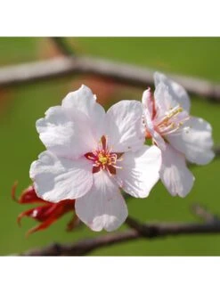 Japanese Cherry Blossom "Kojo-no-Mai" (Prunus Incisa) - 19cm Pot -FurniHaven Shop VNT5G SQ2 0000000099 N A SLd