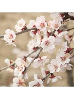 Japanese Cherry Blossom "Kojo-no-Mai" (Prunus Incisa) - 19cm Pot -FurniHaven Shop VNT5G SQ3 0000000099 N A SLd1