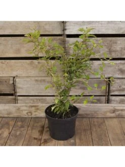 Japanese Cherry Blossom "Kojo-no-Mai" (Prunus Incisa) - 19cm Pot -FurniHaven Shop VNT5G SQ4 0000000099 N A SLd2