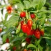 Goji Berry 'Sweet Lifeberry' (Lycium Barbarum) - 3 X 9cm Pots -FurniHaven Shop VNT5U SQ1 0000000099 N A SLf
