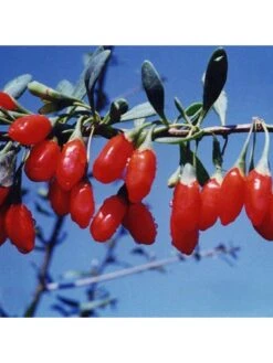 Goji Berry 'Sweet Lifeberry' (Lycium Barbarum) - 3 X 9cm Pots -FurniHaven Shop VNT5U SQ3 0000000099 N A SLd1