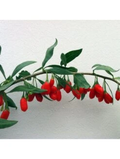 Goji Berry 'Sweet Lifeberry' (Lycium Barbarum) - 3 X 9cm Pots -FurniHaven Shop VNT5U SQ4 0000000099 N A SLd2