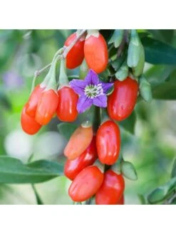Goji Berry 'Sweet Lifeberry' (Lycium Barbarum) - 3 X 9cm Pots -FurniHaven Shop VNT5U SQ5 0000000099 N A SLd3