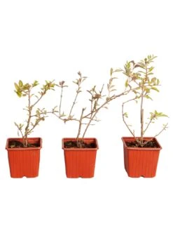 Goji Berry 'Sweet Lifeberry' (Lycium Barbarum) - 3 X 9cm Pots -FurniHaven Shop VNT5U SQ6 0000000099 N A SLd4