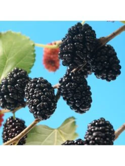 Mojoberry Morus Matsunaga - 2L Pot -FurniHaven Shop VNT5Y SQ2 0000000099 N A SLd