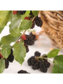 Mojoberry Morus Matsunaga - 2L Pot -FurniHaven Shop VNT5Y SQ3 0000000099 N A SLd1