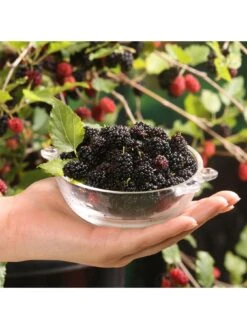 Mojoberry Morus Matsunaga - 2L Pot -FurniHaven Shop VNT5Y SQ4 0000000099 N A SLd2