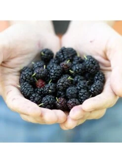 Mojoberry Morus Matsunaga - 2L Pot -FurniHaven Shop VNT5Y SQ5 0000000099 N A SLd3