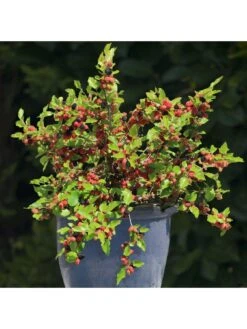 Mojoberry Morus Matsunaga - 2L Pot -FurniHaven Shop VNT5Y SQ6 0000000099 N A SLd4