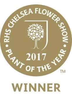 Mojoberry Morus Matsunaga - 2L Pot -FurniHaven Shop VNT5Y SQ7 0000000099 N A SLd5