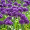 Allium Purple Sensation - Pack Of 25 Bulbs -FurniHaven Shop VOX6G SQ1 0000000088 NO COLOR RSr
