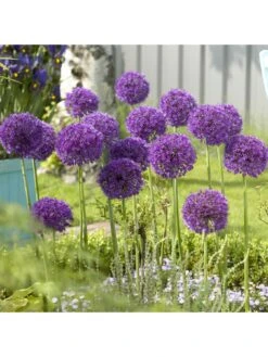 Allium Purple Sensation - Pack Of 25 Bulbs -FurniHaven Shop VOX6G SQ2 0000000088 NO COLOR SLd