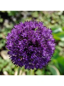Allium Purple Sensation - Pack Of 25 Bulbs -FurniHaven Shop VOX6G SQ3 0000000088 NO COLOR SLd1