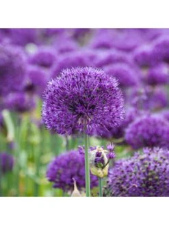 Allium Purple Sensation - Pack Of 25 Bulbs -FurniHaven Shop VOX6G SQ4 0000000088 NO COLOR SLd2