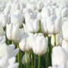Tulip "Triumph White" - Pack Of 20 Bulbs -FurniHaven Shop VOX6L SQ1 0000000088 NO COLOR RSr