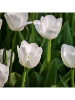 Tulip "Triumph White" - Pack Of 20 Bulbs -FurniHaven Shop VOX6L SQ2 0000000088 NO COLOR SLd