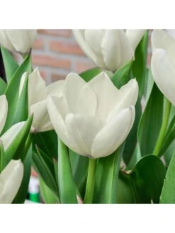 Tulip "Triumph White" - Pack Of 20 Bulbs -FurniHaven Shop VOX6L SQ3 0000000088 NO COLOR SLd1