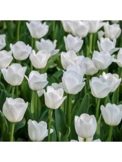 Tulip "Triumph White" - Pack Of 20 Bulbs -FurniHaven Shop VOX6L SQ4 0000000088 NO COLOR SLd2