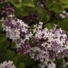 Patio Lilac - Syringa 'Palibin' (3L Pot) -FurniHaven Shop VOX6W SQ1 0000000088 NO COLOR RSr
