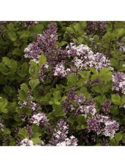 Patio Lilac - Syringa 'Palibin' (3L Pot) -FurniHaven Shop VOX6W SQ2 0000000088 NO COLOR SLd