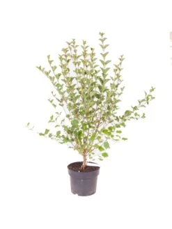 Patio Lilac - Syringa 'Palibin' (3L Pot) -FurniHaven Shop VOX6W SQ3 0000000088 NO COLOR SLd1