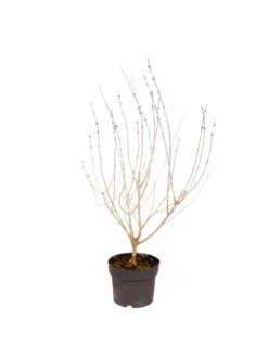 Patio Lilac - Syringa 'Palibin' (3L Pot) -FurniHaven Shop VOX6W SQ4 0000000088 NO COLOR SLd2